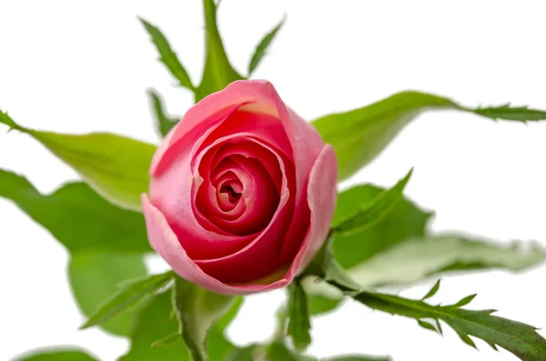 Pink rose top view — Stock Photo, Image