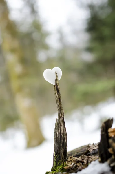 Heart made of white marble in a forest — Stock Photo, Image