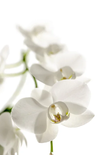 Geïsoleerde Wit orchideebloem — Stockfoto