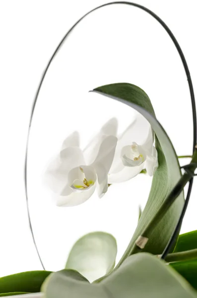 Isolerade vit orkidé — Stockfoto