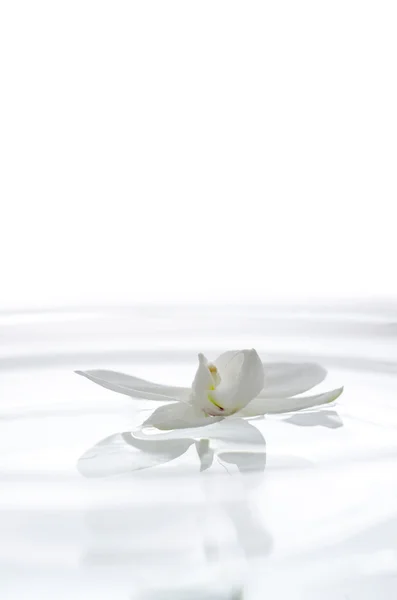 Flor blanca de la orquídea en el agua — Foto de Stock