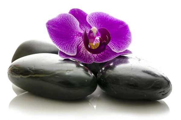 紫兰花上黑色温泉石头 — 图库照片