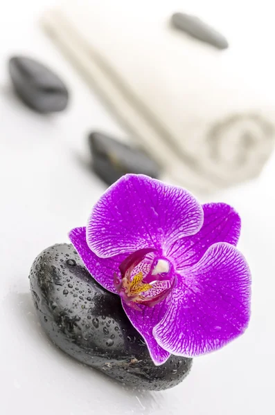 Violet orchideebloem op een steen spa — Stockfoto