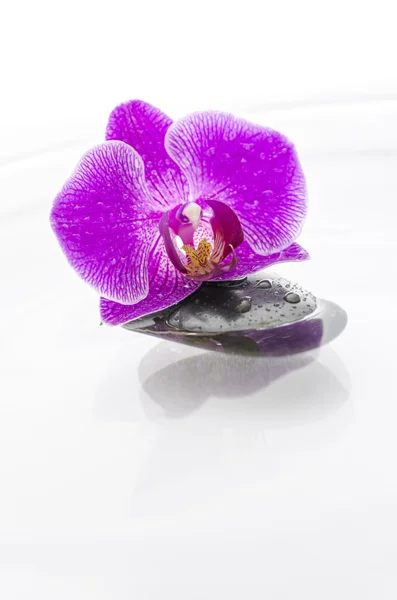 Orchideebloem en een zwarte steen in water — Stockfoto