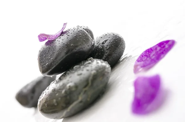 Petal on spa stones with water drops — Stock Photo, Image