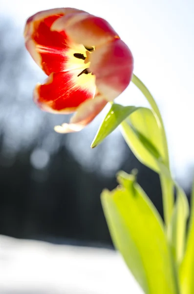 Closeup of a tulip flower — Stock Photo, Image