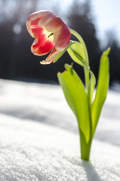 Flor de tulipa única e uma neve — Fotografia de Stock