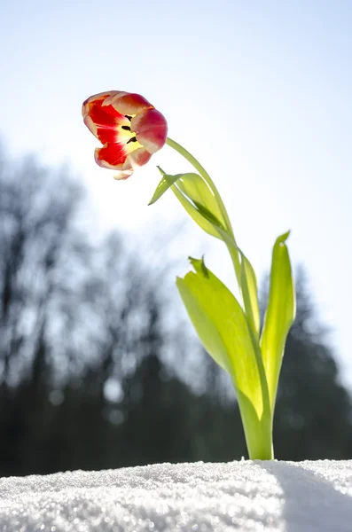 Fiore di tulipano nella primavera — Foto Stock