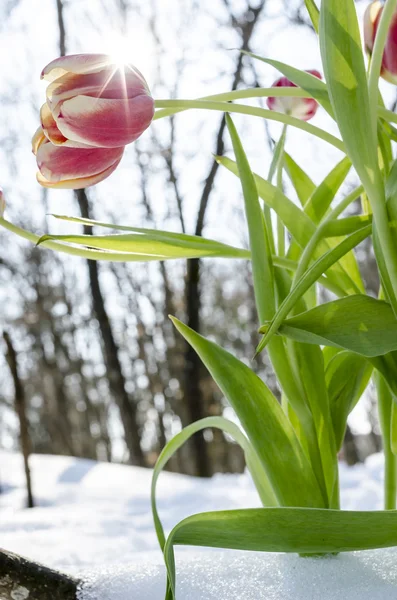 Fiori di tulipano nella primavera — Foto Stock