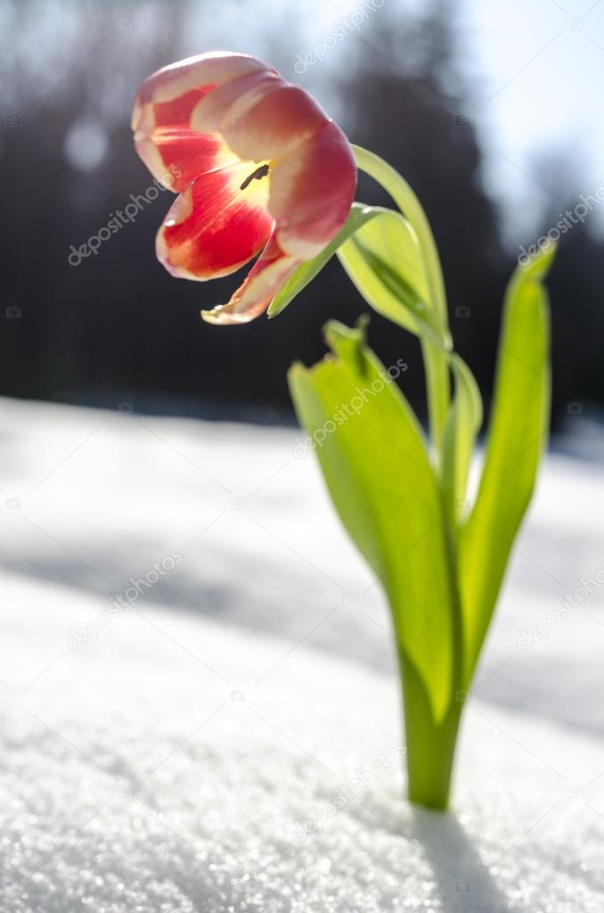 https://st.depositphotos.com/1760420/2167/i/950/depositphotos_21671165-stock-photo-single-tulip-flower-and-a.jpg