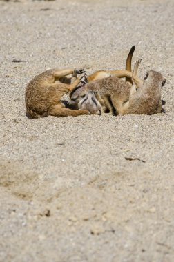 suricates oyun grubu