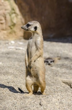 uyanık suricate yan görünüm