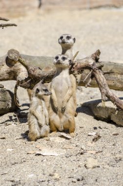 suricate aile