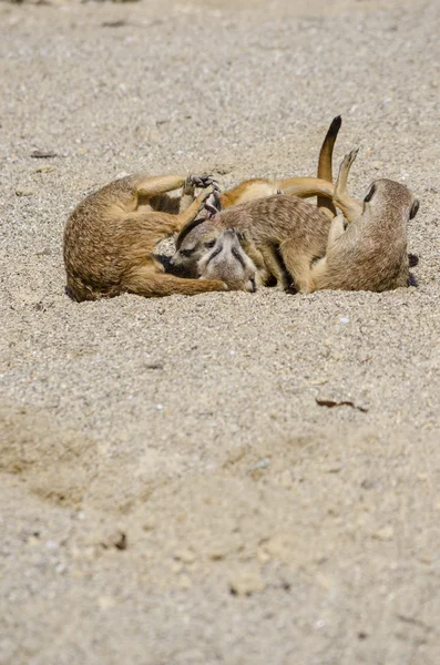 Groupe de suricates jouer — Photo