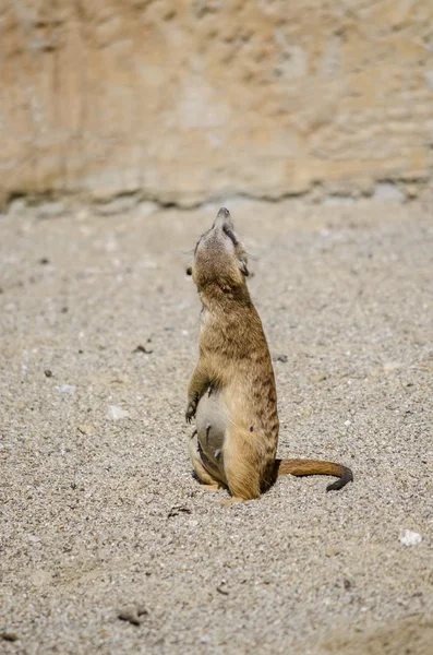 Suricate дивлячись — стокове фото