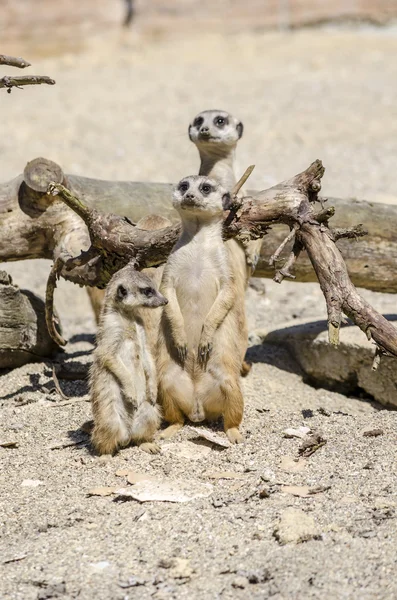 Suricate 家庭 — 图库照片