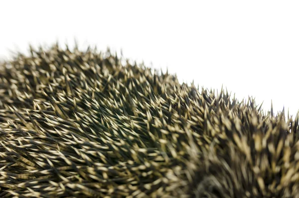 Closeup bodliny ježka — Stock fotografie