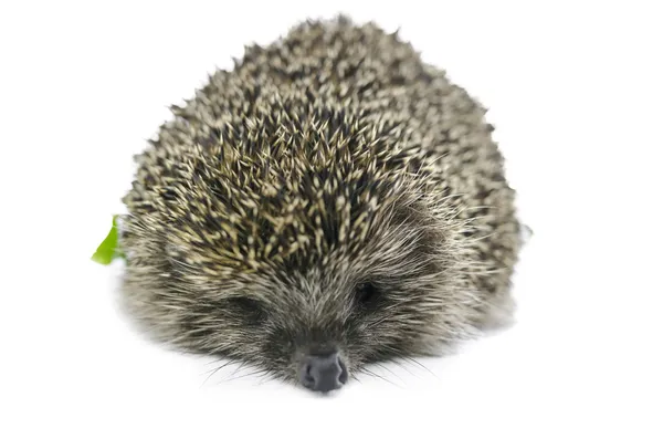 Front view of hedgehog — Stock Photo, Image