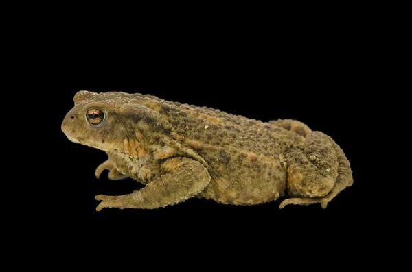 Side view of a frog — Stock Photo, Image