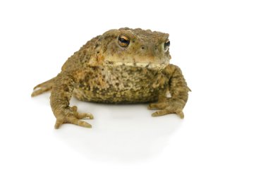 kurbağa