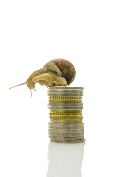 Ślimak siedzi na szczycie stosu monet — Zdjęcie stockowe