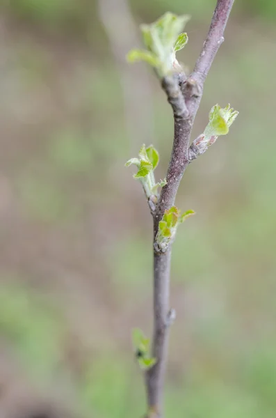 Spring buds on plum tree — Stock Photo, Image