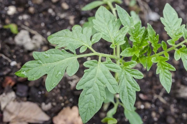 Tomato seedling — Stock Photo, Image