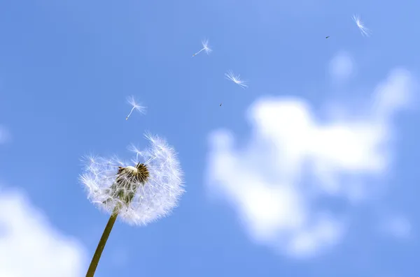 Üflemeli karahindiba — Stok fotoğraf