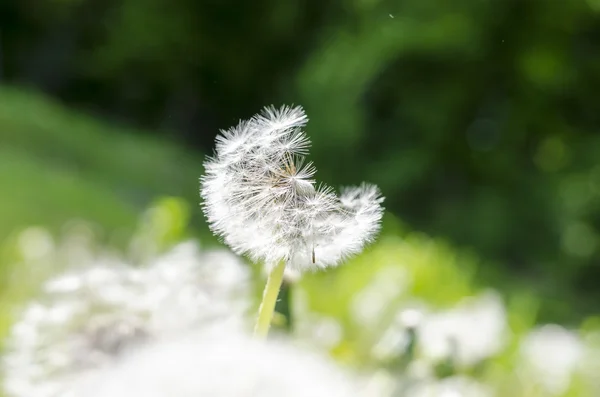 Diente de león — Foto de Stock