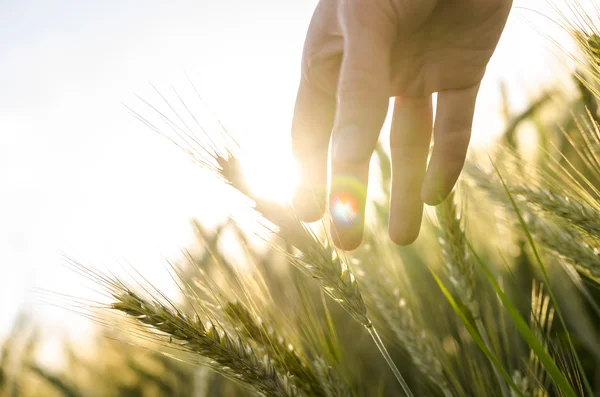 Farmář ruka se dotýká uši pšenice — Stock fotografie