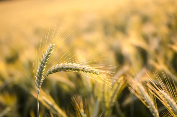 Orelhas de trigo no verão — Fotografia de Stock