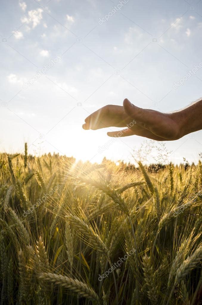 Male hand over beautiful wheat field.