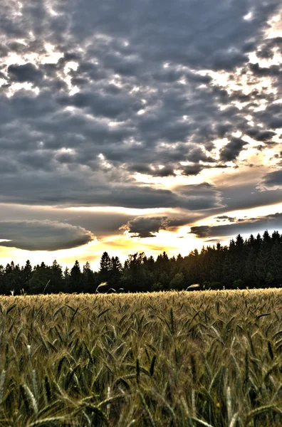 Прекрасное небо над пшеничным полем — стоковое фото