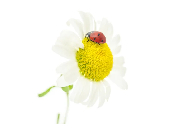 Daisy with ladybug — Stock Photo, Image