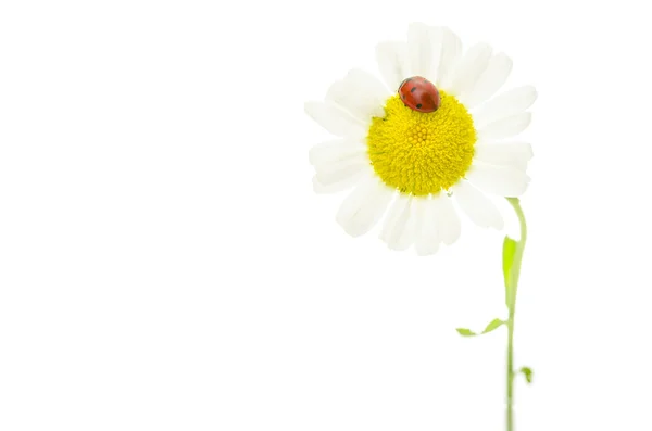 Ладибуг сидить на ромашковій квітці — стокове фото