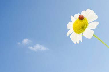 uğur böceği üzerinde mavi gökyüzü üzerinde papatya