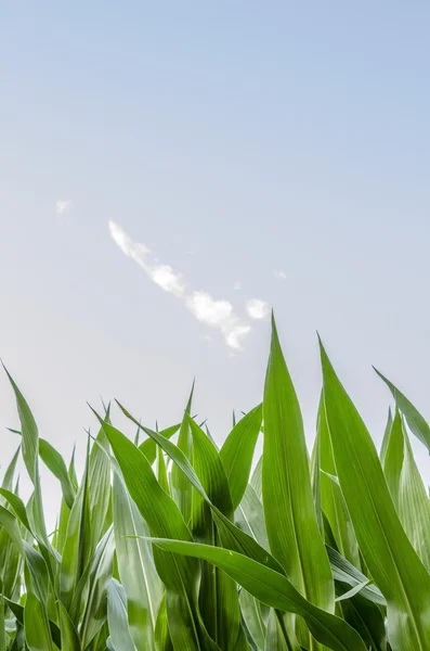 Detail of corn field — Stock Photo, Image