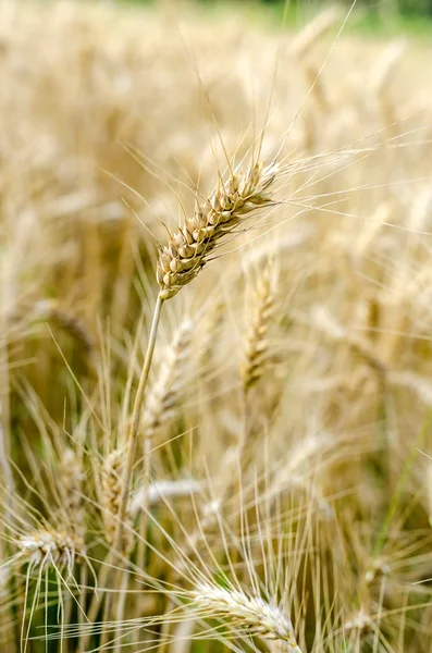 Orecchio di grano maturo — Foto Stock