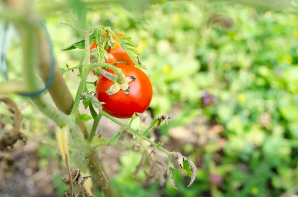 Tomates maduros en el jardín casero — Foto de Stock