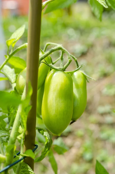 Green tomatoes in the garden — Stock Photo, Image