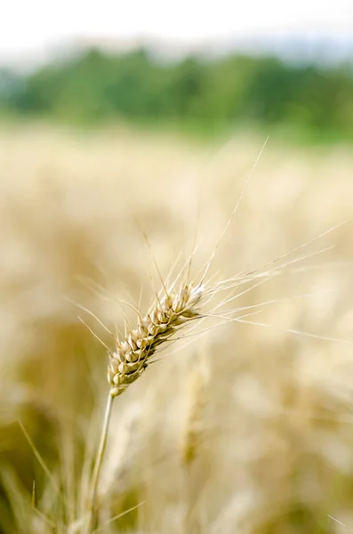 Pšeničné ucho — Stock fotografie