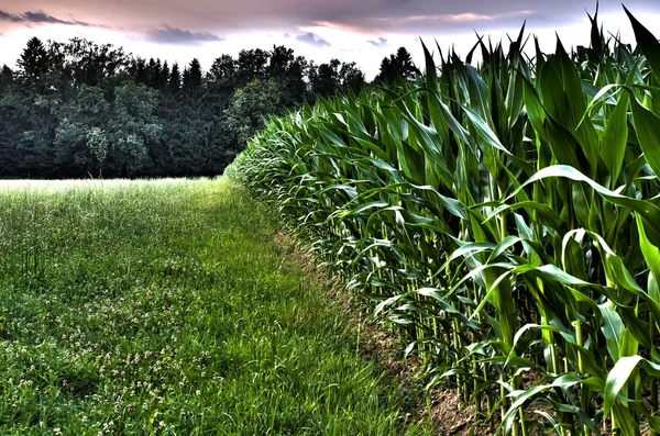 Rand van een maïsveld — Stockfoto
