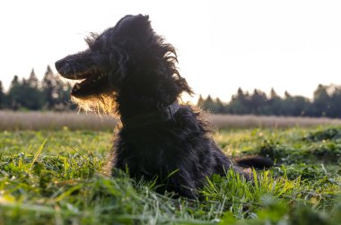 çimenlerin üzerinde özenli siyah köpek