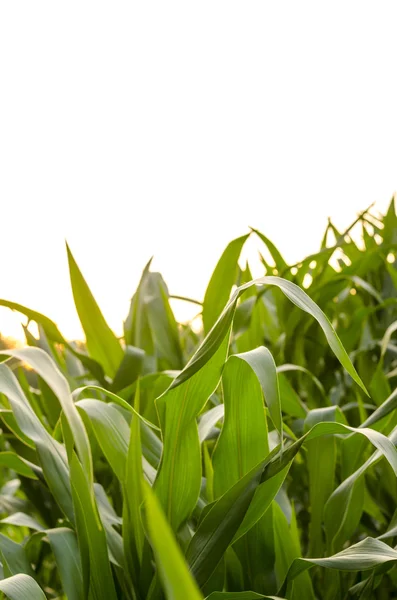 Detail of cornfield in summer — Stockfoto