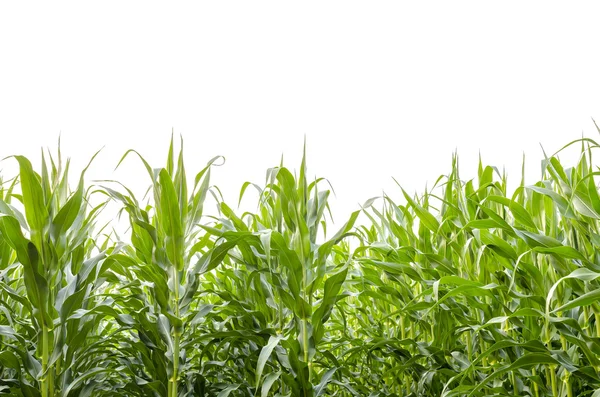 Cornfield — Stock Photo, Image