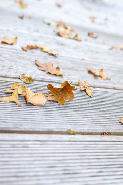 Sonbahar Yaprakları