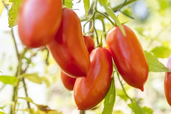 Modne røde tomater - Stock-foto
