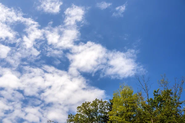 木の上の白い雲 — ストック写真