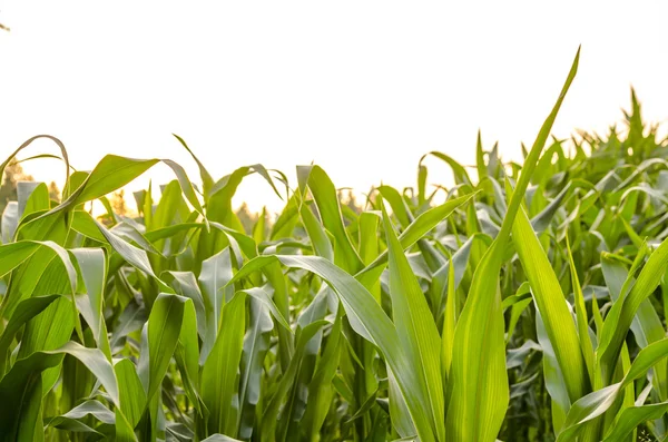 Hojas verdes del campo de maíz —  Fotos de Stock