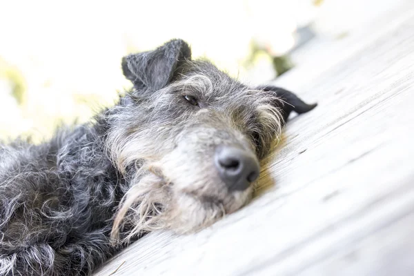 Black dog resting